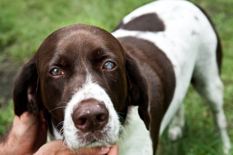 Cats, dogs, livestock, and wild animals have gone blind after repeated stings in the eye.