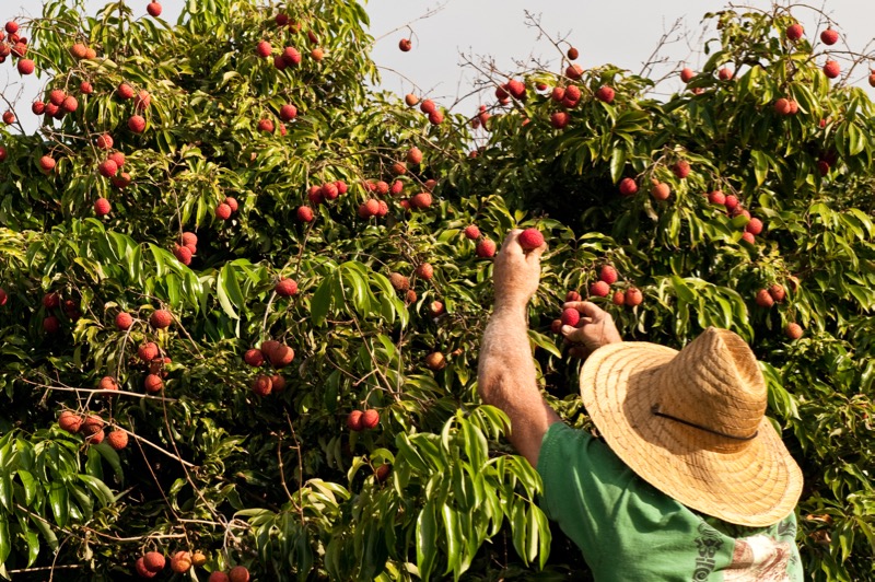 Harvesting fruit or anything from trees becomes impossible without the constant rain of stinging ants falling from above. (Photo Credit: Masako Cordray)