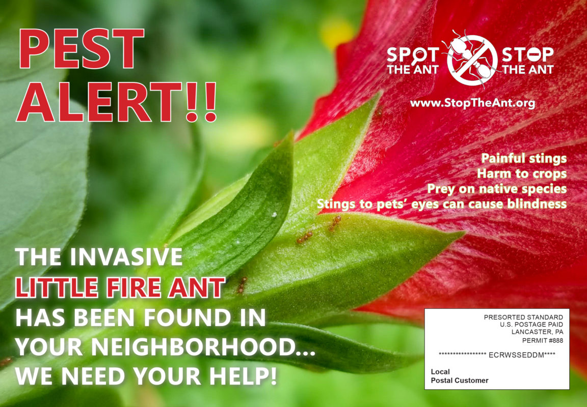 Pest Alert Postcard for Oahu