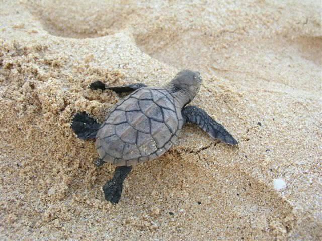 Little fire ants have attacked sea turtle nests and hatchlings in Florida, (Photo Credit: Cynthia King)