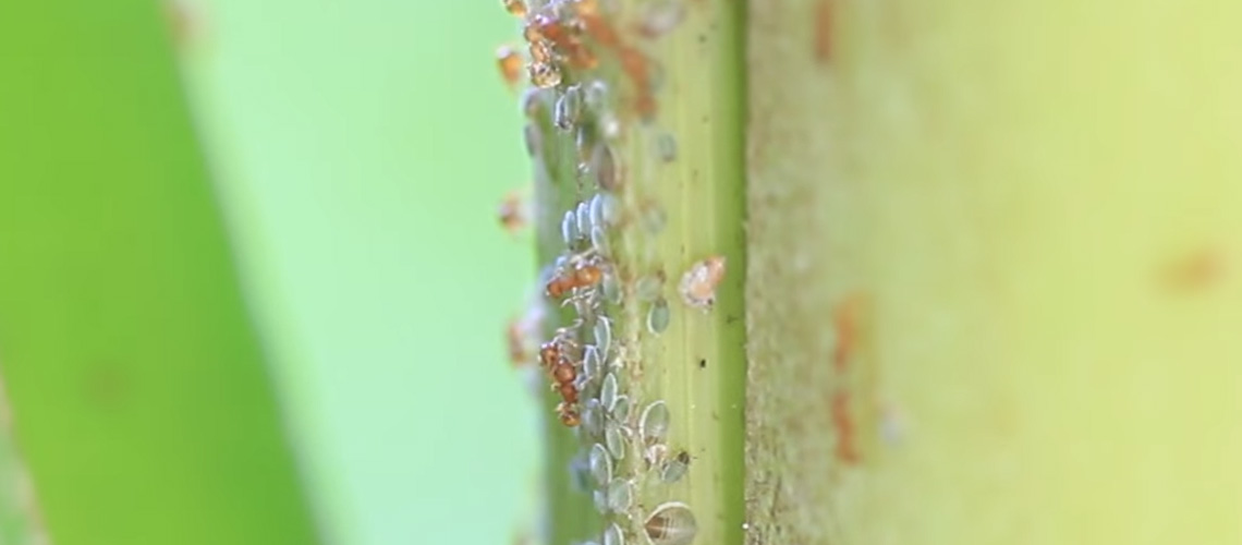 Documentary: Fire! Little Fire Ants in Hawaii