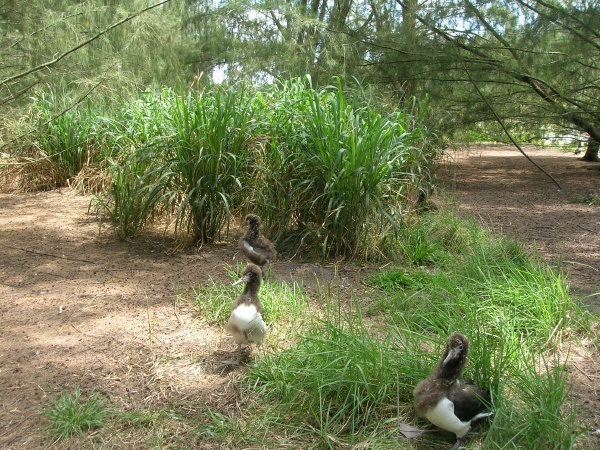 Seabirds and songbirds have no protection against a swarm of stinging ants. (Photo Credit: Forest and Kim Starr) 